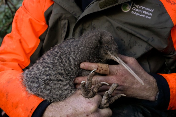 A female kiwi pukupuku found in the Adams Wilderness Area, the first in nearly 50 years. Photo Lucy Holyoake DOC