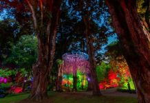 Festival of Lights delivers record economic impact for Taranaki