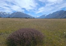 Easter visitors urged to help prevent spread of invasive weeds