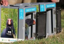 Takahē released at Onetahua after predator-proof fence completed