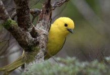 Surprise mohua discovery delights DOC