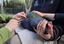 DOC raises Wairarapa bird flu alert level