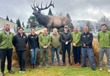 Hunter-led management approved for Fiordland wapiti